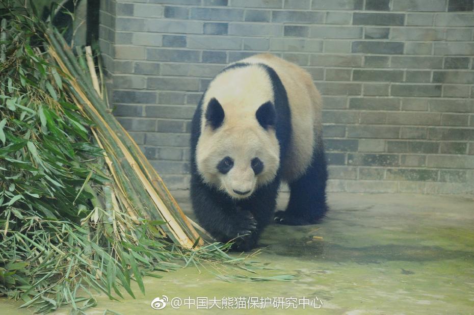 食欲不錯(cuò)！大熊貓“蜀蘭”回四川開啟養(yǎng)老生活