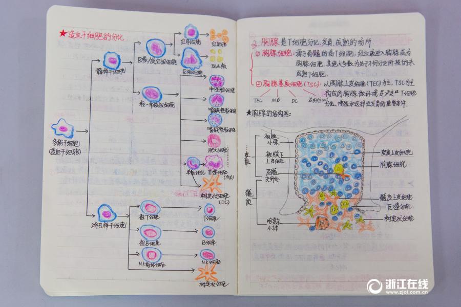 厲害了妹子！杭州大二女生解剖學(xué)筆記驚艷走紅