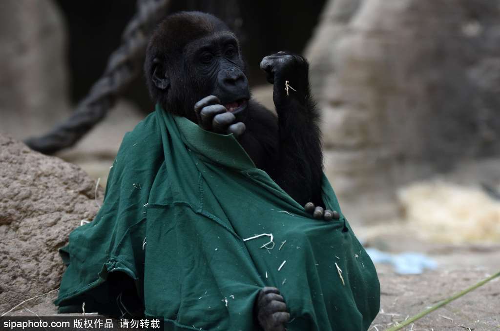 西班牙九個月小猩猩動物園玩耍嬉戲 憨態可掬“人模人樣”