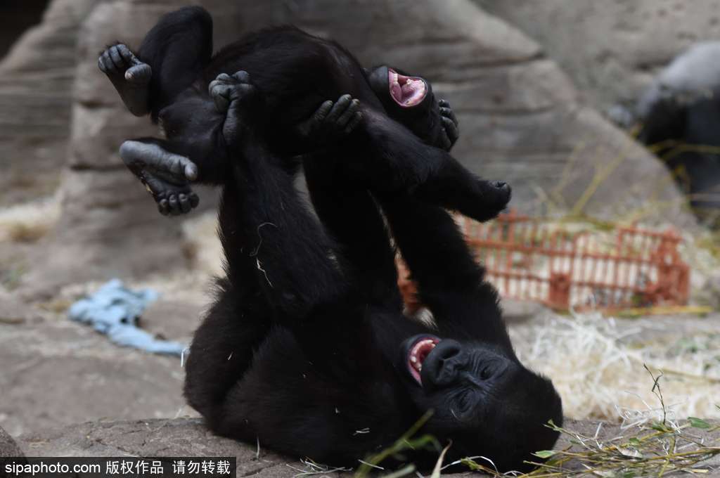 西班牙九個月小猩猩動物園玩耍嬉戲 憨態可掬“人模人樣”