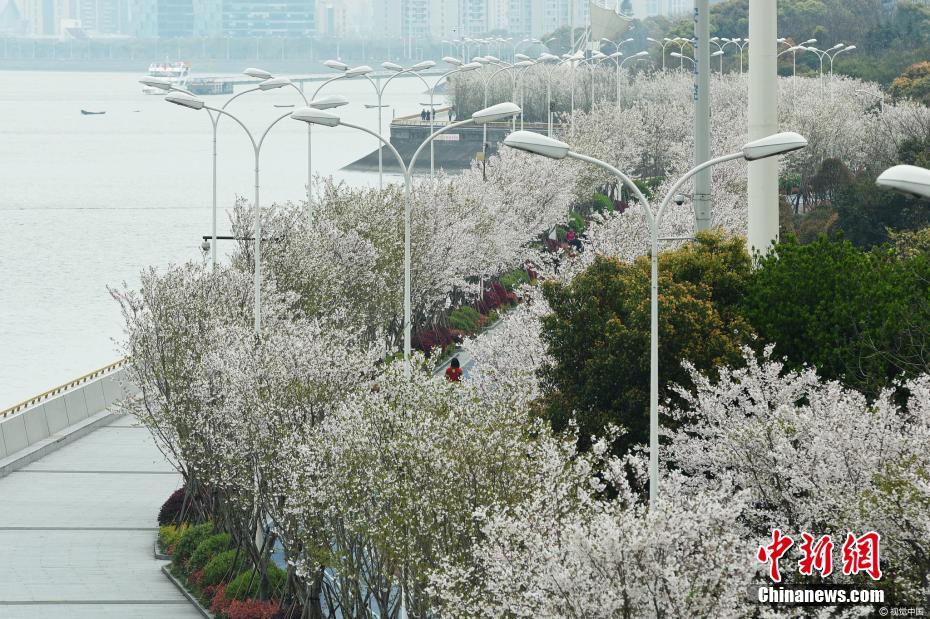 美爆！錢塘江畔“最美跑道”變身櫻花大道