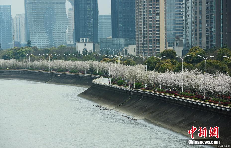 美爆！錢塘江畔“最美跑道”變身櫻花大道