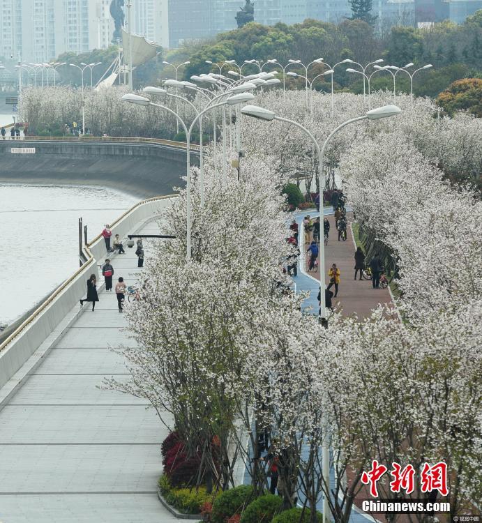 美爆！錢塘江畔“最美跑道”變身櫻花大道