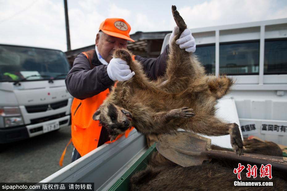 日本解封核輻射重污染區 獵殺變異野豬
