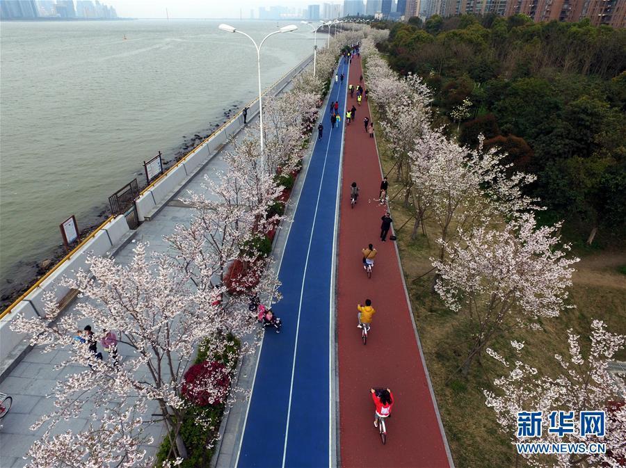 1800株櫻花綻放杭州錢(qián)塘江畔“最美跑道”