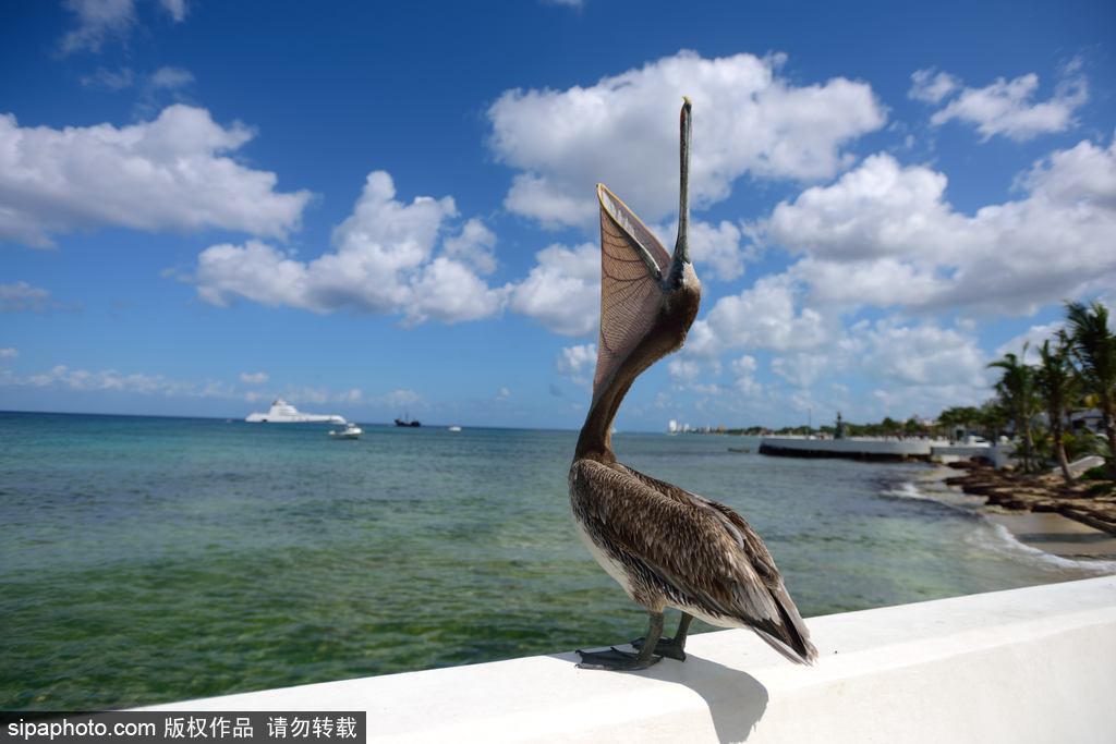 盤點動物慵懶百態 伸懶腰打呵欠萌態十足