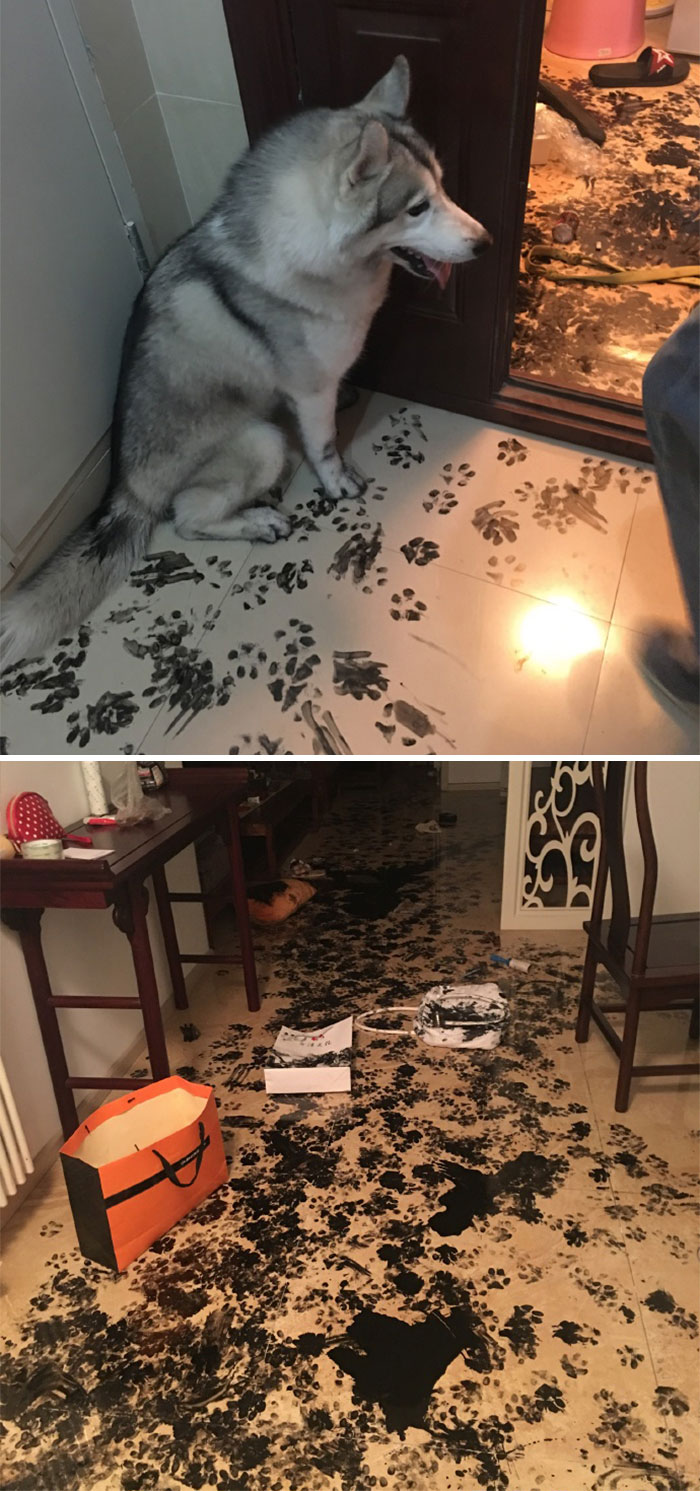 都是主人的錯！當你讓寵物獨自留在家中之后