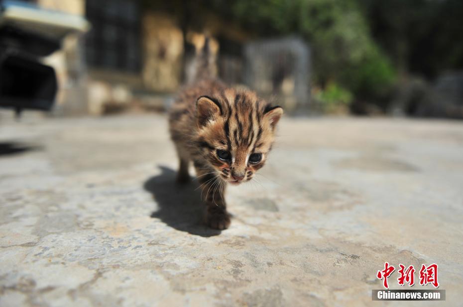 云南野生動物園收容救助小豹貓 呆萌惹人愛
