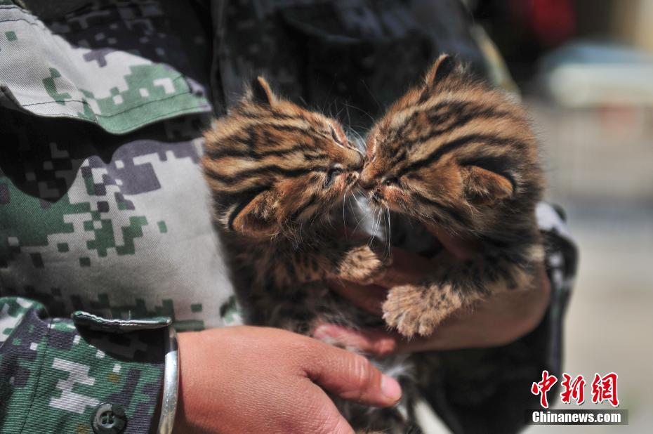 云南野生動物園收容救助小豹貓 呆萌惹人愛