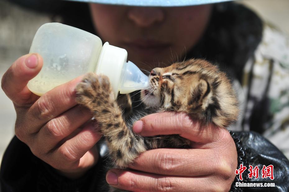 云南野生動物園收容救助小豹貓 呆萌惹人愛