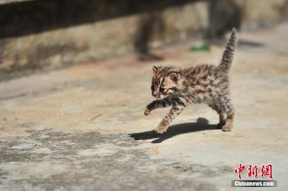 云南野生動物園收容救助小豹貓 呆萌惹人愛