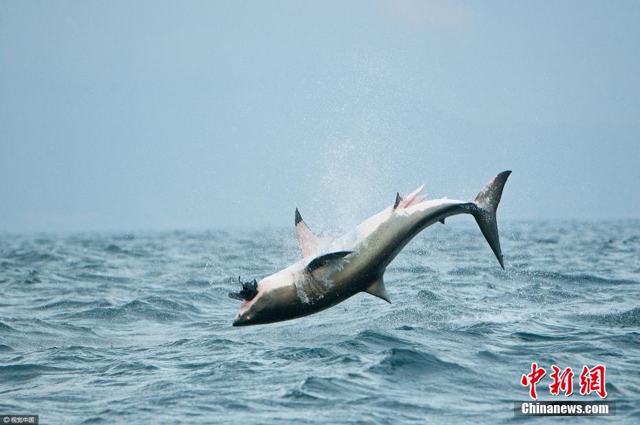 大白鯊也會(huì)“飛” 躍出海面1.5米捕食海豹