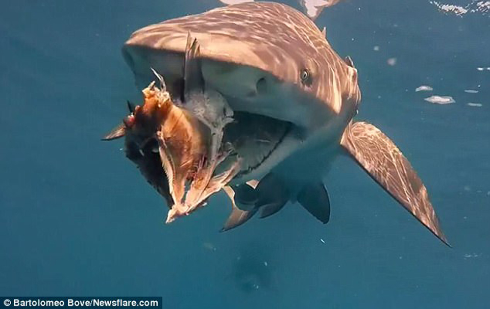 屏住呼吸！鯊魚捕食特寫畫面曝光