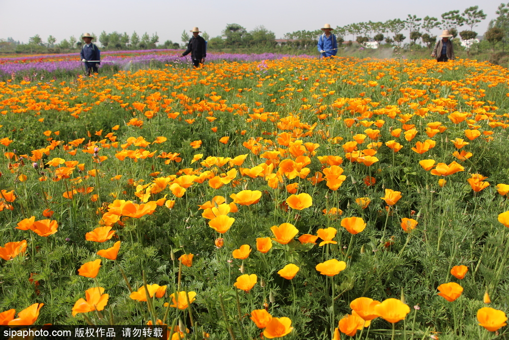 湖北孝感：鮮花盛開五彩繽紛 春風和煦游人醉
