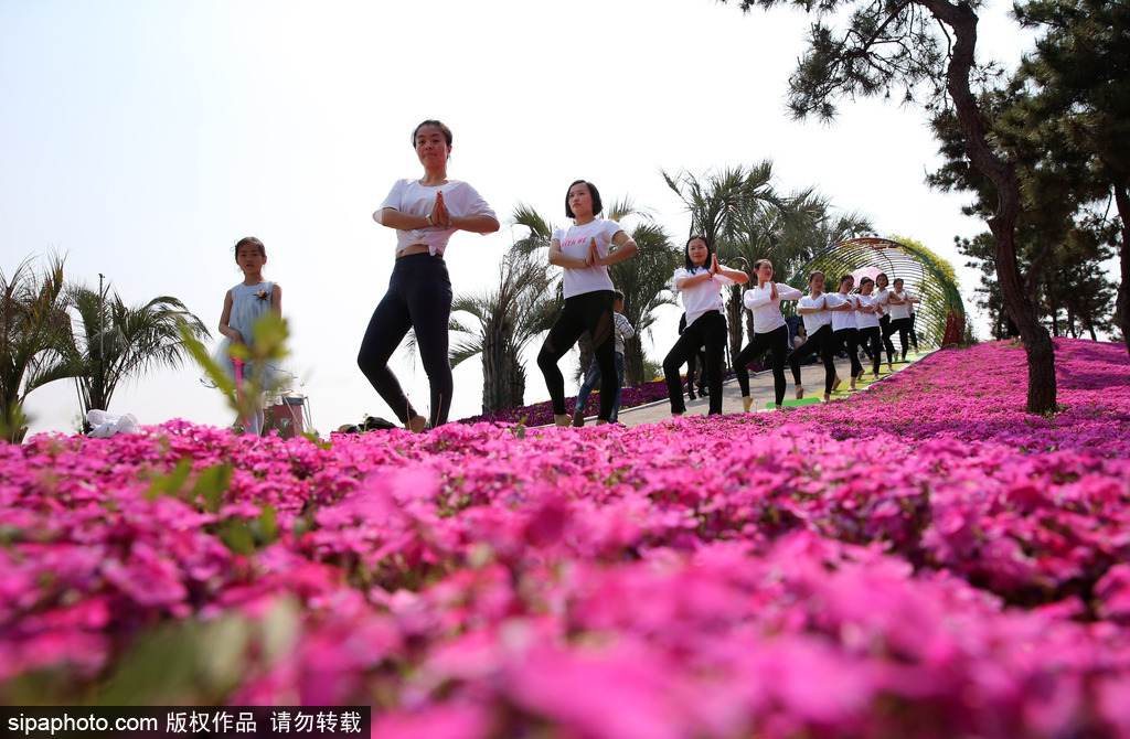 江蘇瑜伽愛好者花海林間展現(xiàn)運動之美 愉悅身心成靚麗風(fēng)景
