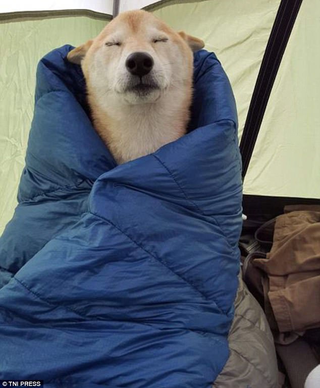 真心有點累 汪星人各種搞笑睡姿大合集