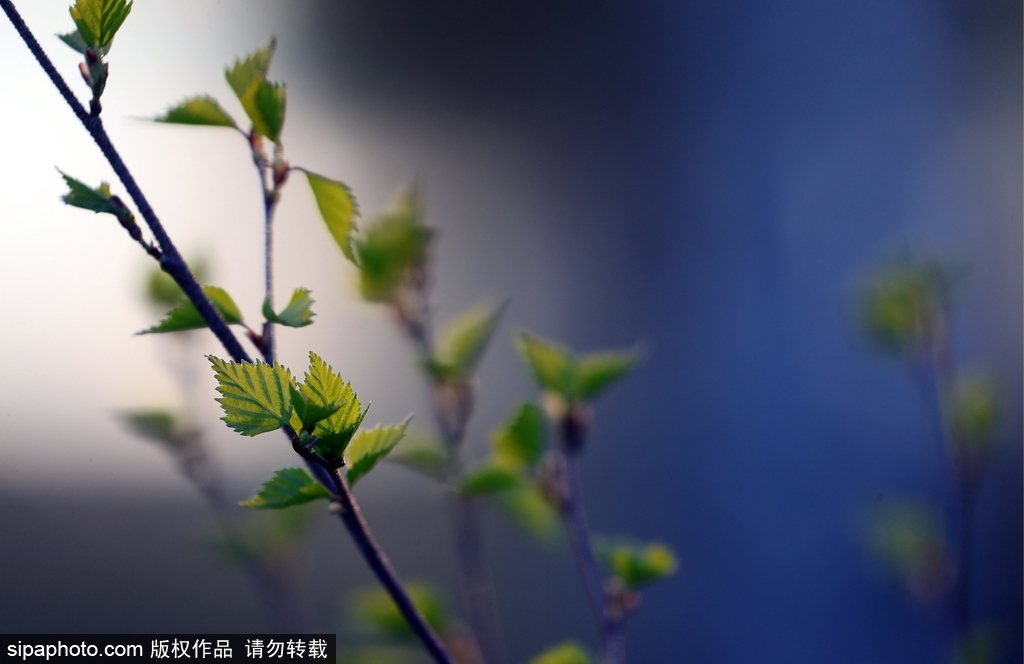 俄羅斯伊萬諾沃州春日風(fēng)光 寒意未退清新絕美