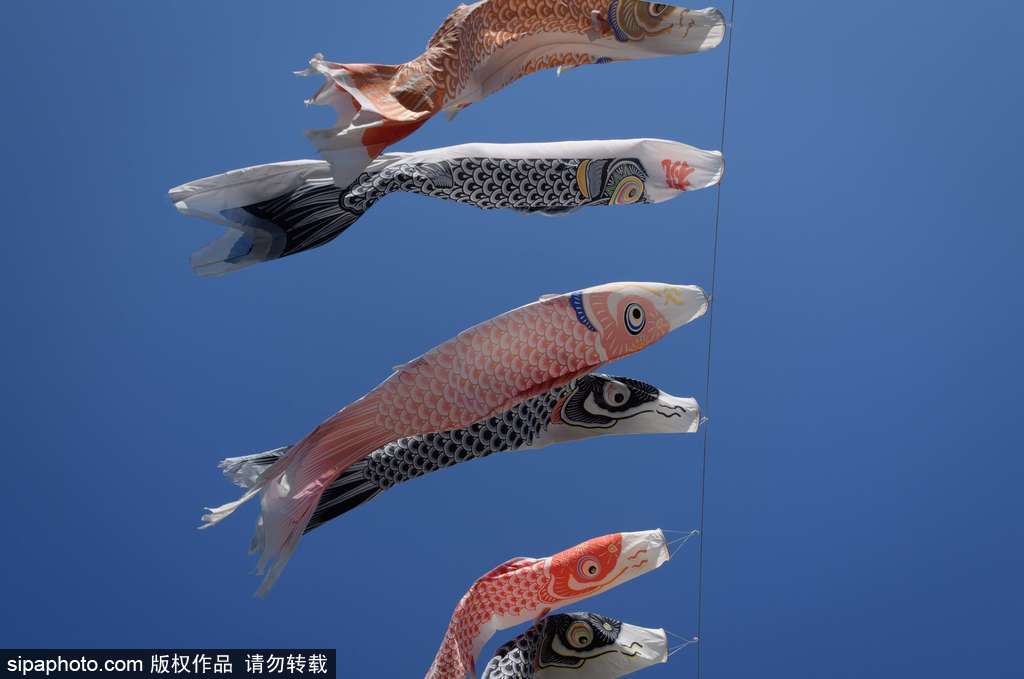 日本東京街頭鯉魚旗飄揚 寄托祝福慶祝男孩節(jié)