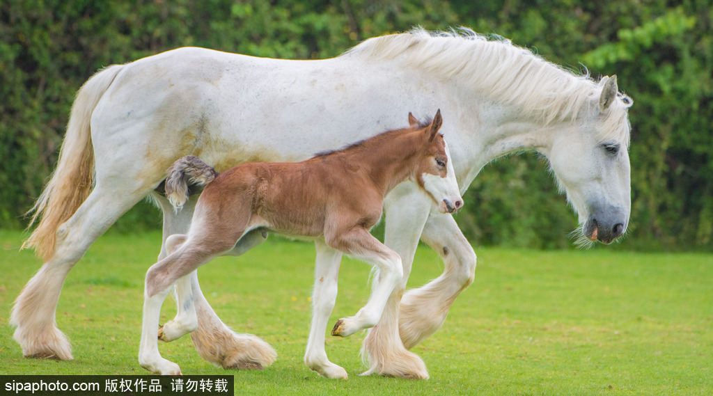 英國：剛出生四天小馬駒邁出“馬生”第一步 終于學會跑了