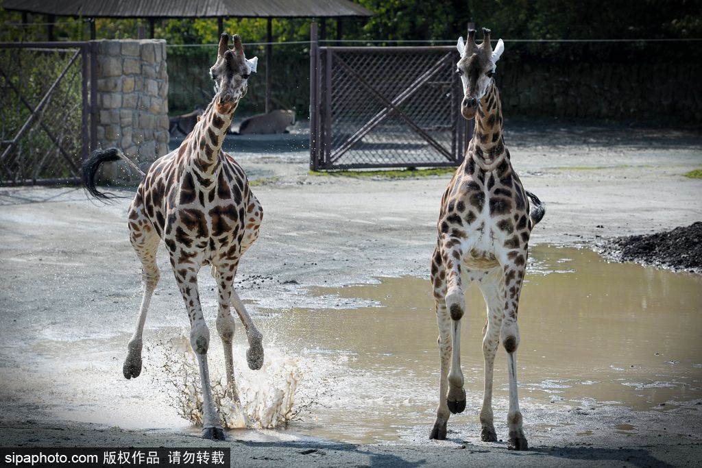捷克動(dòng)物園里的長(zhǎng)頸鹿 撒歡兒跳水坑呆傻可愛