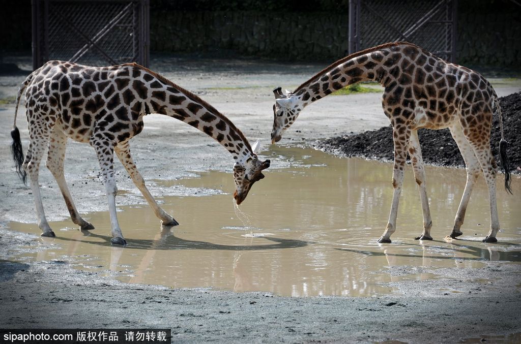 捷克動(dòng)物園里的長(zhǎng)頸鹿 撒歡兒跳水坑呆傻可愛(ài)