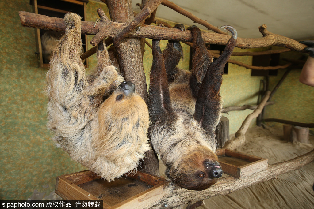 樹懶也有牙病？德國哈雷動物園樹懶接受牙醫(yī)治療