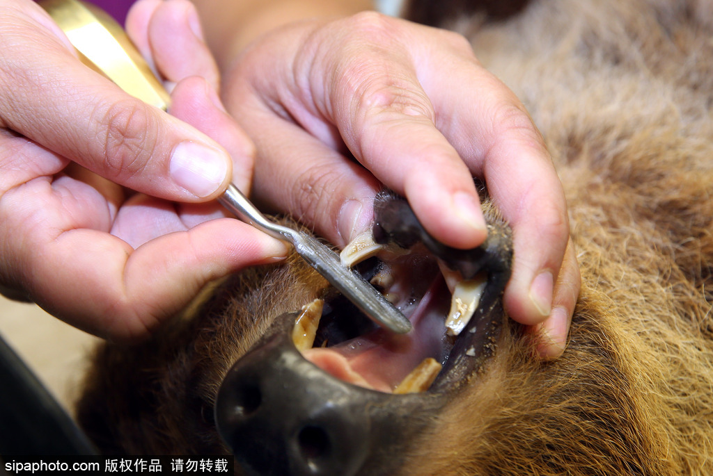 樹懶也有牙病？德國哈雷動物園樹懶接受牙醫治療