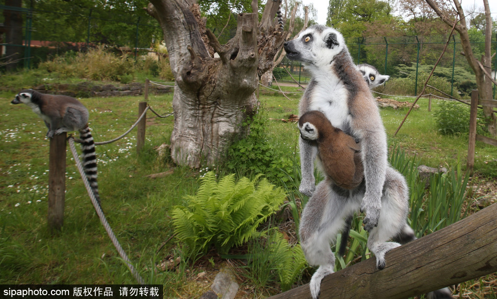 就是不撒手！環尾狐猴幼崽緊抱媽媽呆傻可愛