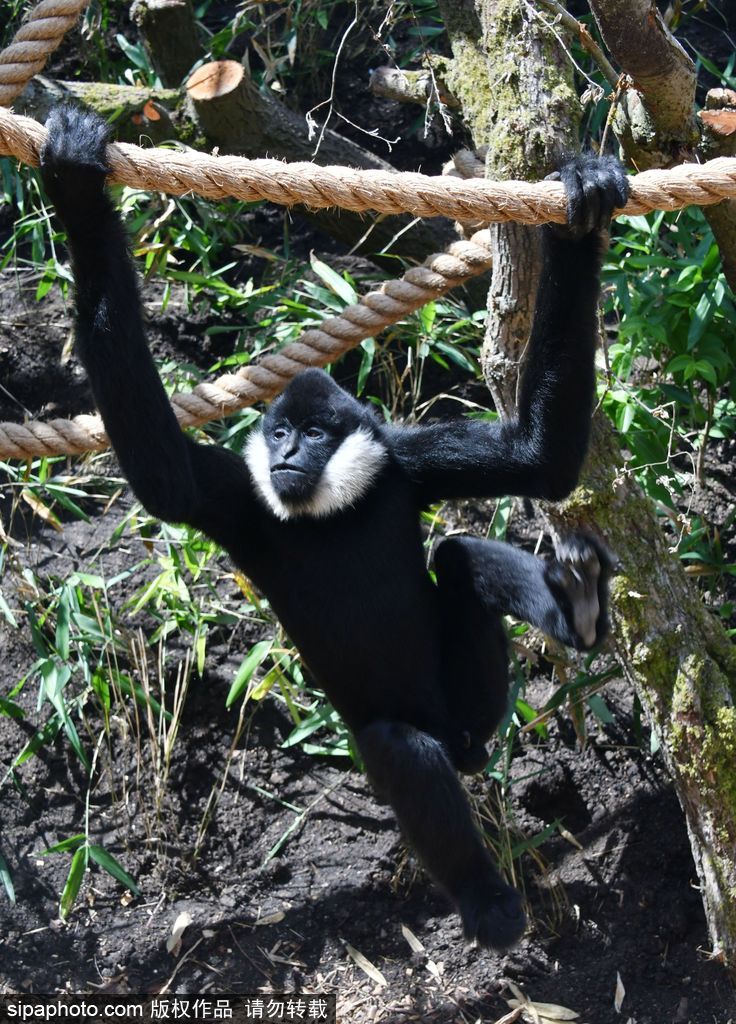 英國(guó)倫敦動(dòng)物園長(zhǎng)臂猿 “飛檐走壁”身手敏捷