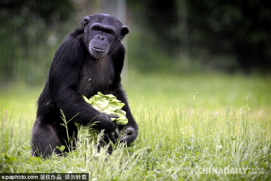 能耐了！捷克動(dòng)物園黑猩猩直立行走采摘食物有模有樣