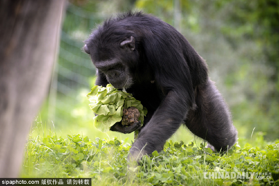 能耐了！捷克動(dòng)物園黑猩猩直立行走采摘食物有模有樣