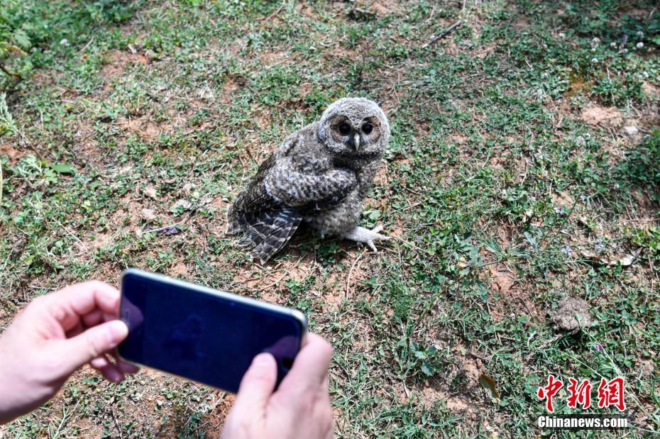 云南266頭(只)野生動物被放歸自然