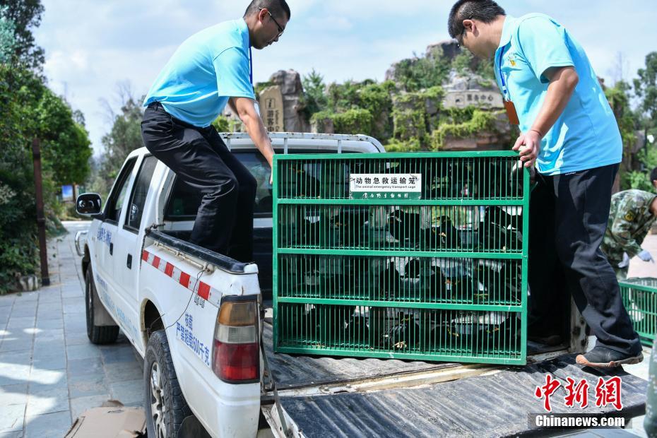 云南266頭(只)野生動物被放歸自然