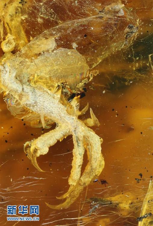 科學家首次在琥珀中發(fā)現(xiàn)雛鳥標本