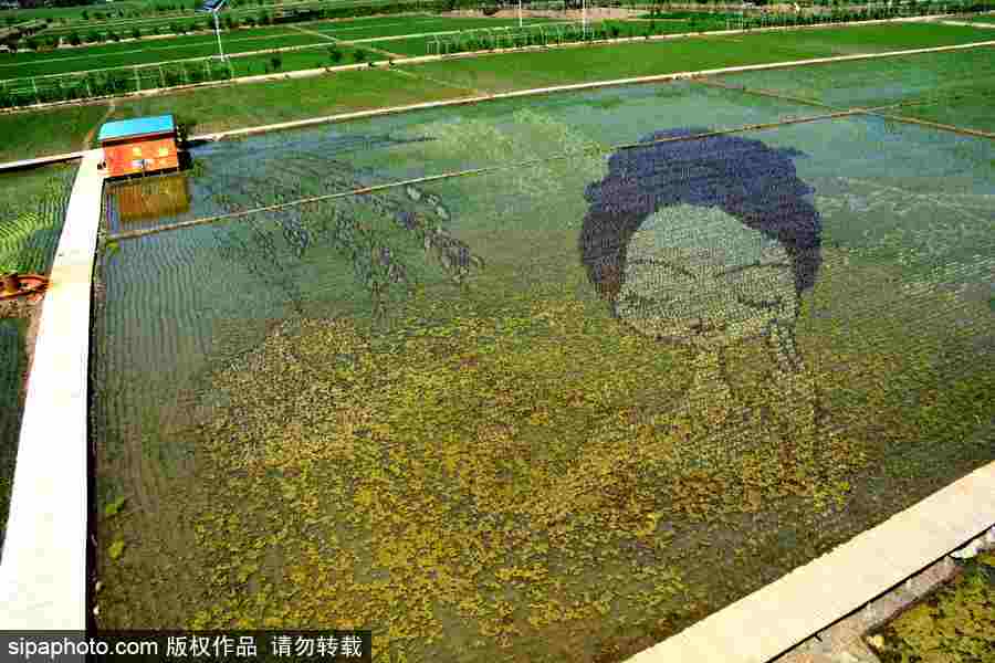 沈陽巨幅3D稻田畫進(jìn)入觀賞期 “龍圖騰”“天女散花”震撼亮相