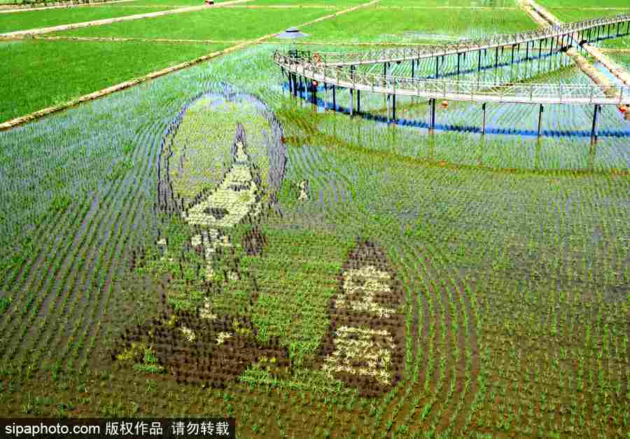沈陽巨幅3D稻田畫進(jìn)入觀賞期 “龍圖騰”“天女散花”震撼亮相