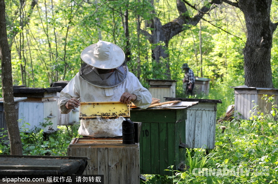 深山里的原生態(tài)蜂蜜 探訪白俄羅斯養(yǎng)蜂農(nóng)場(chǎng)