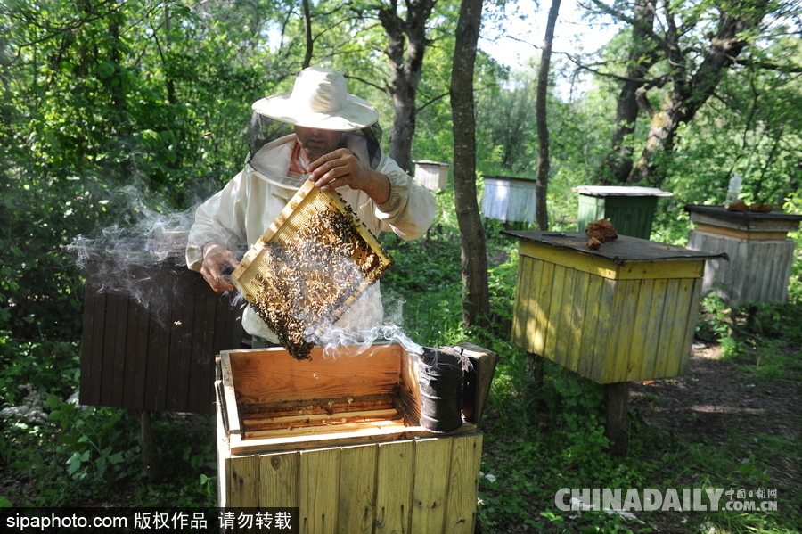 深山里的原生態(tài)蜂蜜 探訪白俄羅斯養(yǎng)蜂農(nóng)場