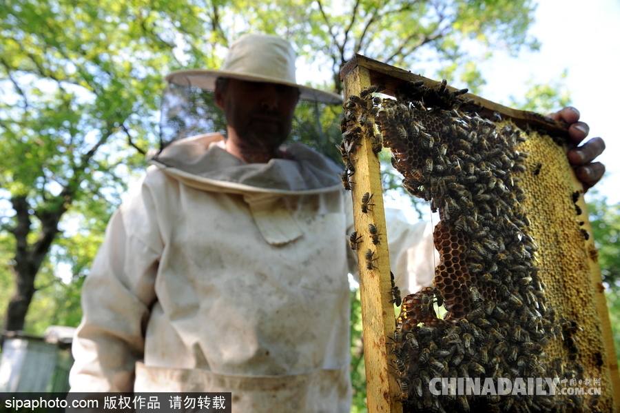 深山里的原生態(tài)蜂蜜 探訪白俄羅斯養(yǎng)蜂農(nóng)場(chǎng)