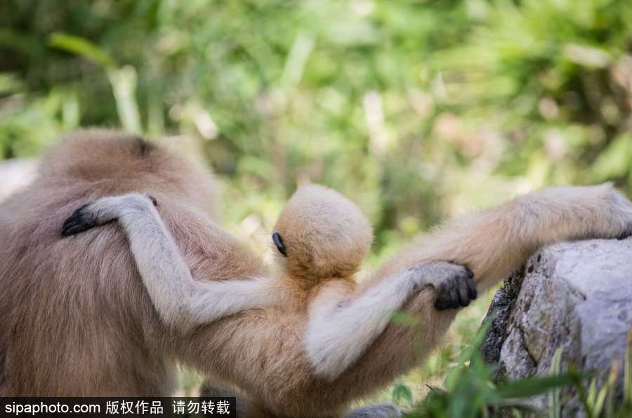 天生擺“黑臉” 里昂動物園長臂猿幼崽憨傻可愛