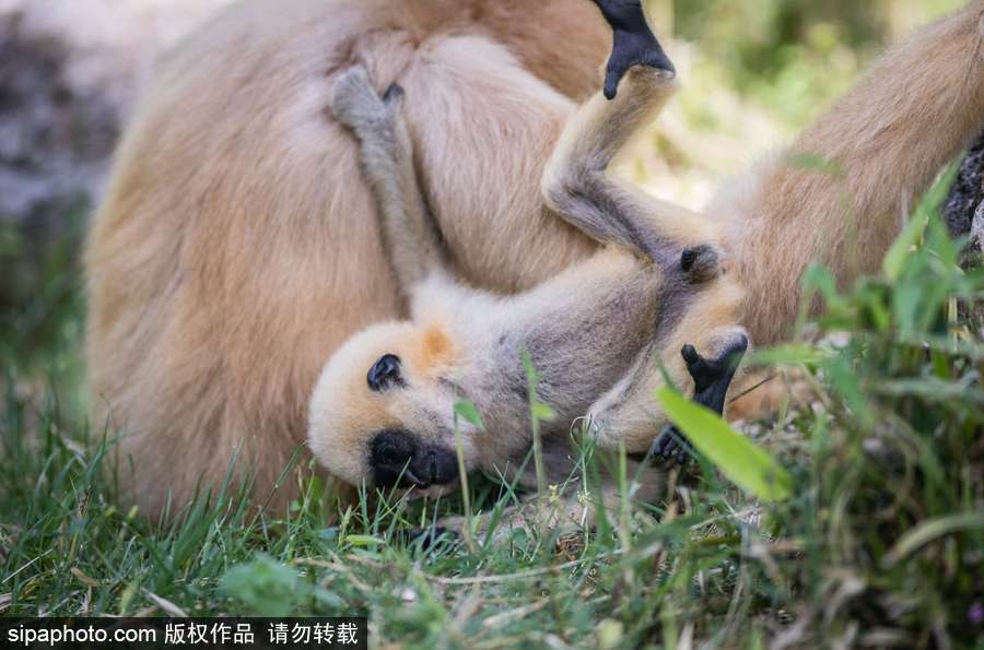 天生擺“黑臉” 里昂動(dòng)物園長(zhǎng)臂猿幼崽憨傻可愛(ài)