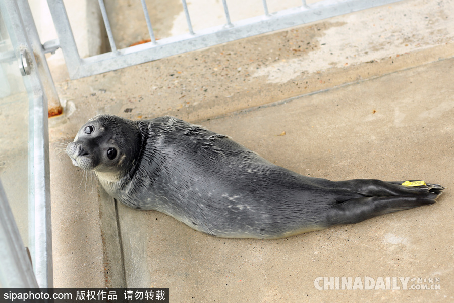 楚楚可憐小眼神 德國(guó)海豹“孤兒”將被放歸海洋