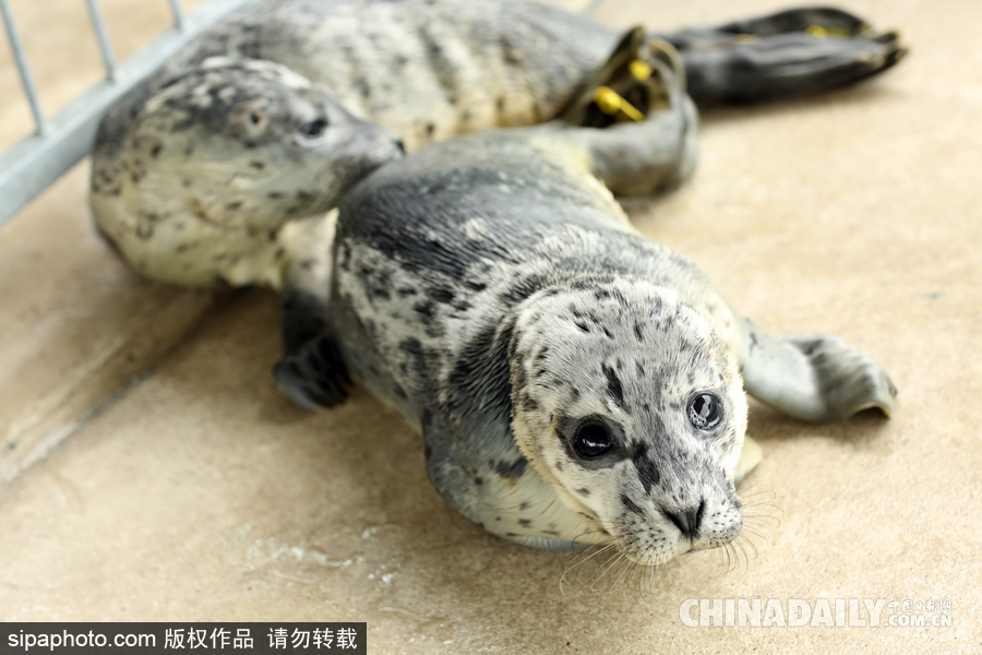 楚楚可憐小眼神 德國(guó)海豹“孤兒”將被放歸海洋