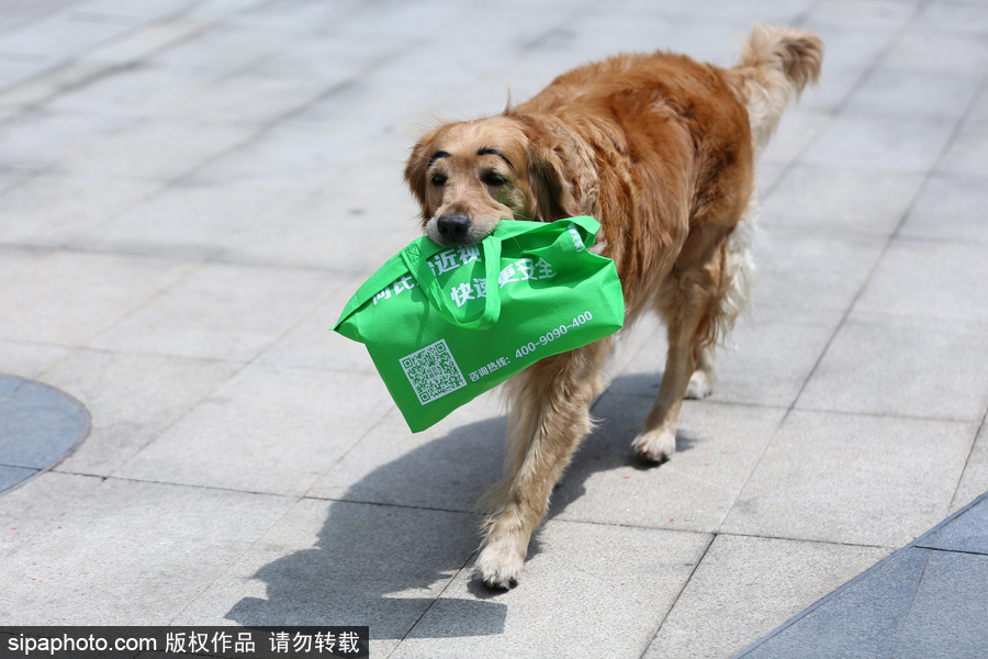 太拉風！沈陽一金毛犬被紋眉 酷似蠟筆小新