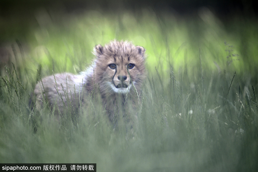 捷克動(dòng)物園內(nèi)小獵豹首次隨媽媽外出 軟萌可愛(ài)