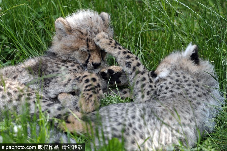 捷克動物園內小獵豹首次隨媽媽外出 軟萌可愛