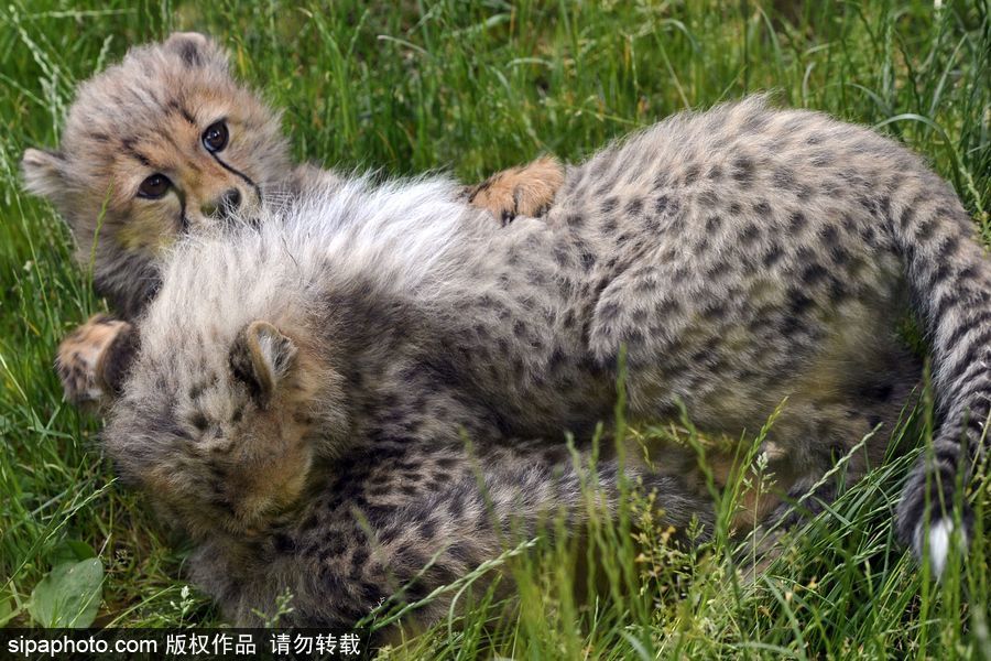 捷克動(dòng)物園內(nèi)小獵豹首次隨媽媽外出 軟萌可愛