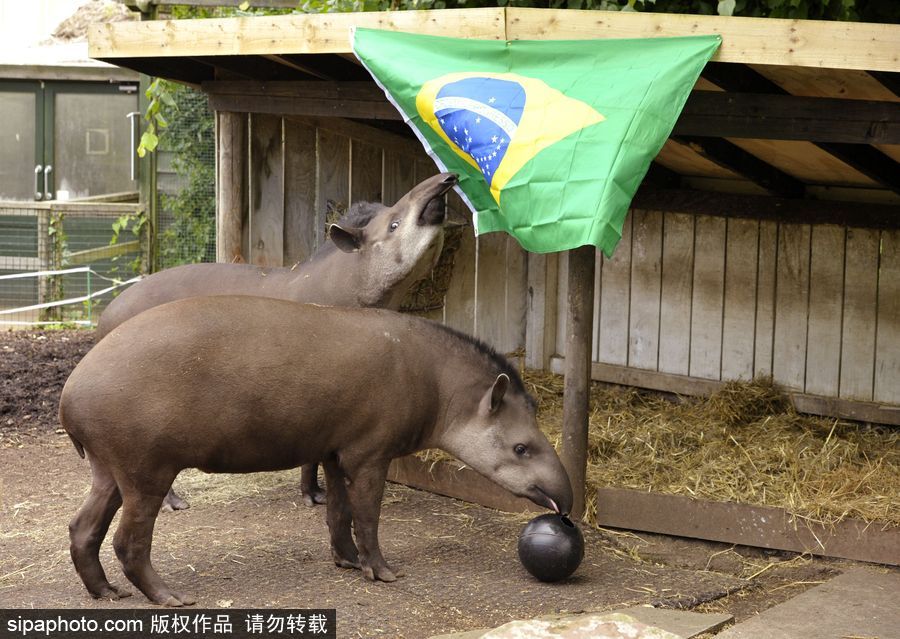 原來神奇的動物在這里！盤點動物界玩轉體育的異能高手