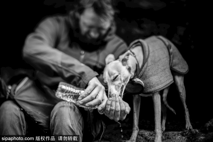 人類(lèi)最好的朋友 英國(guó)年度狗狗攝影師獲獎(jiǎng)作品