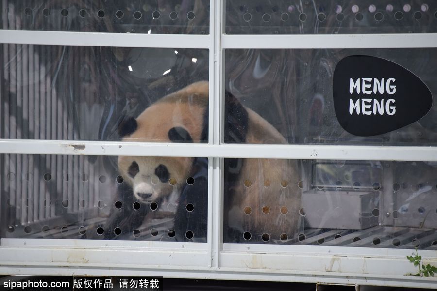 中國大熊貓“夢夢”“嬌慶”抵達德國柏林 時隔五年德民眾再迎大熊貓